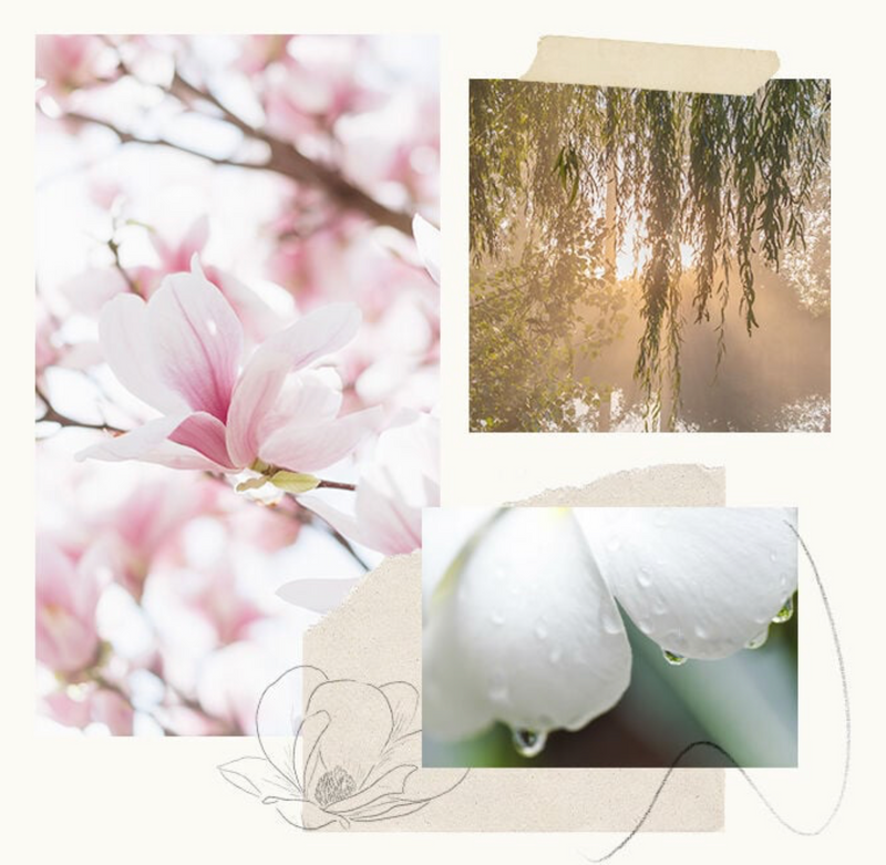Thymes Magnolia Willow Countertop Spray