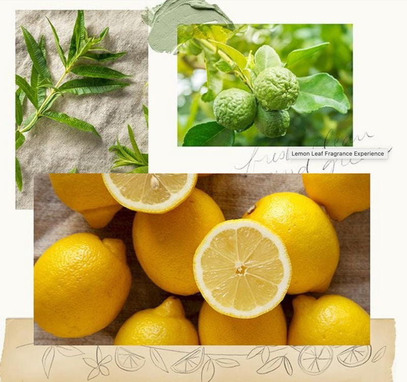 Thymes Lemon Leaf Large Hand Wash