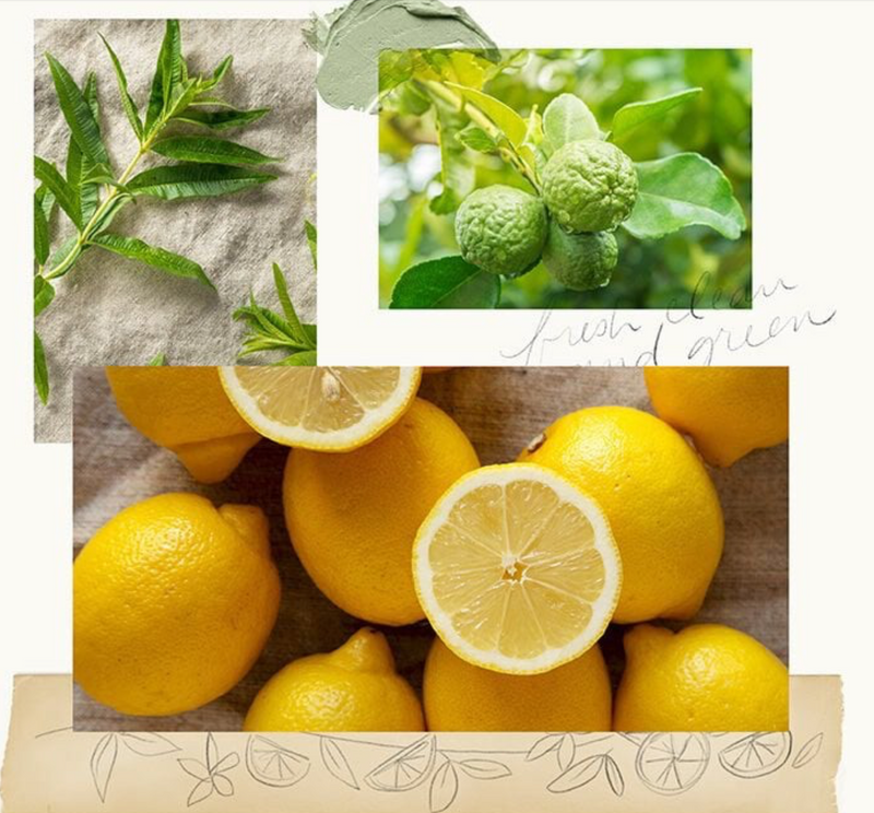 Thymes Lemon Leaf Dishwashing Liquid
